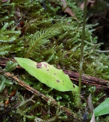 Cynorkis squamosa