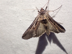 Autographa ampla