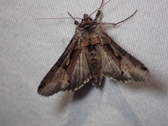 Autographa ampla