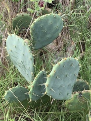 Opuntia bentonii