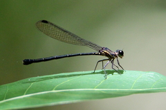 Lestoidea