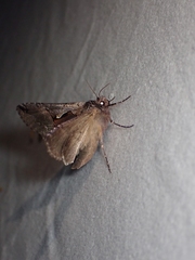 Autographa ampla