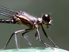 Lestoidea