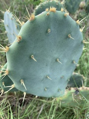 Opuntia bentonii