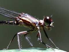 Lestoidea