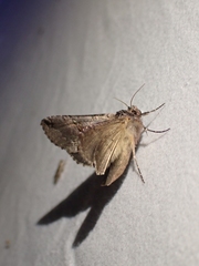 Autographa ampla
