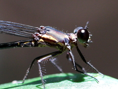 Lestoidea