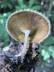 Lentinus