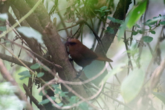 Cinnycerthia unirufa