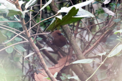 Cinnycerthia unirufa