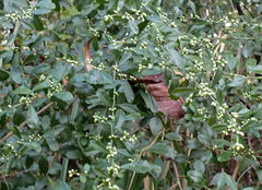 Baccharis glomeruliflora