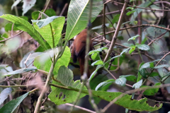 Cinnycerthia unirufa