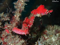 Idiotropiscis lumnitzeri