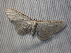 Eupithecia cretaceata