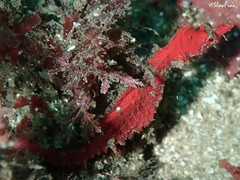 Idiotropiscis lumnitzeri