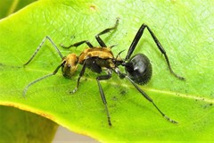 Polyrhachis semiaurata