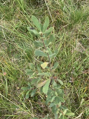 Myrica