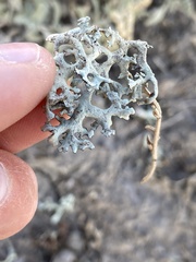 Xanthoparmelia camtschadalis