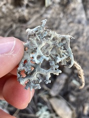 Xanthoparmelia camtschadalis