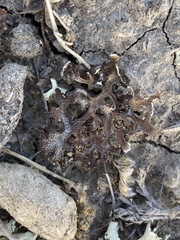 Xanthoparmelia camtschadalis