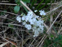 Libertia tricocca