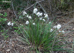 Libertia tricocca