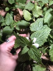 Lamium album