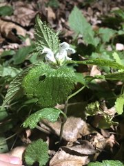 Lamium album