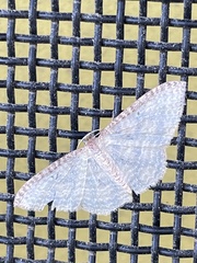 Poecilasthena pulchraria