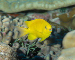 Plectroglyphidodon aureus