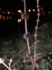 Lycopus europaeus
