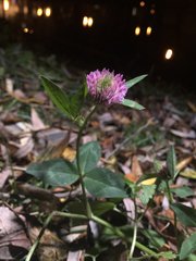 Trifolium pratense