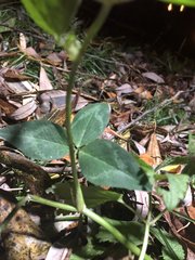 Trifolium pratense