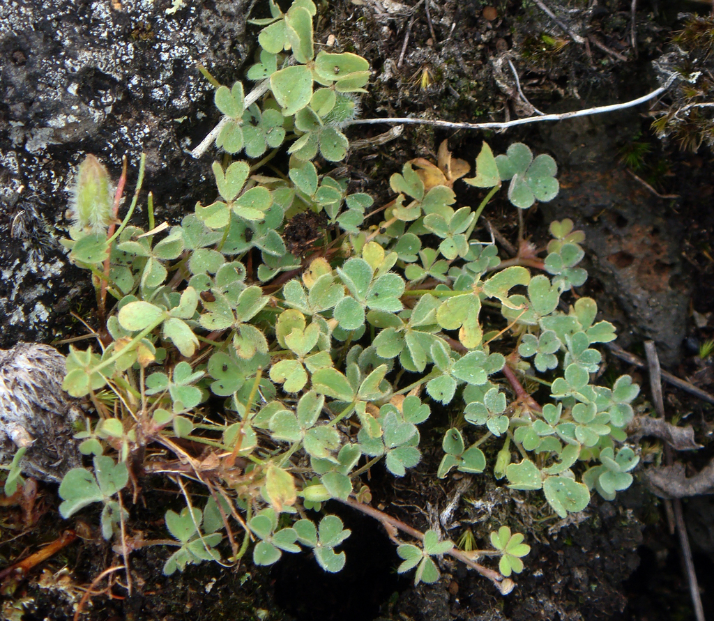 Oxalis thompsoniae