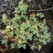 Oxalis thompsoniae - Photo no rights reserved, uploaded by Peter de Lange