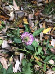 Trifolium pratense