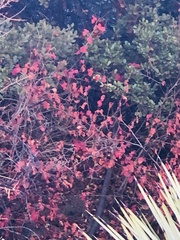 Toxicodendron diversilobum