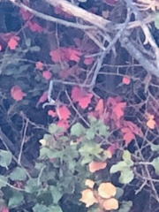 Toxicodendron diversilobum