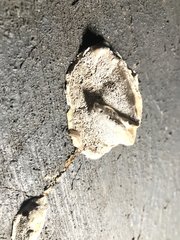 Cyanosporus caesius
