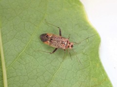Diomocoris