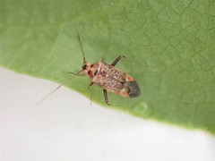 Diomocoris
