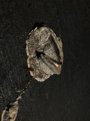 Cyanosporus caesius