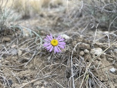 Erigeron filifolius