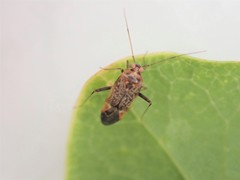 Diomocoris