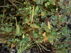 Oxalis thompsoniae