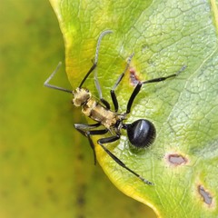 Polyrhachis semiaurata