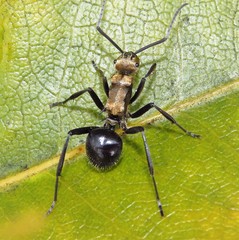 Polyrhachis semiaurata