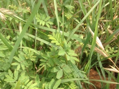 Desmanthus velutinus