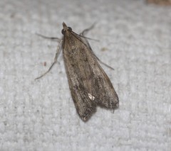 Achyra affinitalis