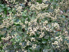 Baccharis glomeruliflora